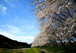 3月下旬から4月上旬頃が桜の見頃