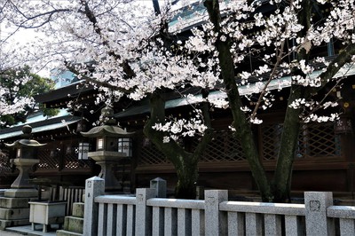 大阪天満宮の桜 大阪府 の情報 ウォーカープラス