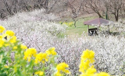 花 見ごろ マザー牧場 梅 千葉県 の情報 ウォーカープラス