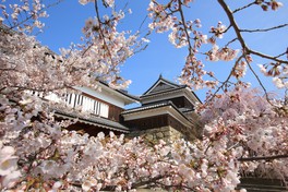 名城を彩る爛漫の桜