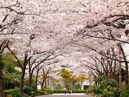 園内にある桜のトンネル、シェードガーデン