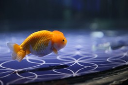 金魚展示エリア「江戸リウム」では、金魚をより魅力的に撮影する方法をレクチャーしてくれる