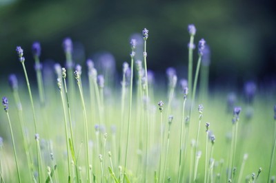 花 見ごろ 神戸布引ハーブ園 ロープウェイ ラベンダー 兵庫県 の情報 ウォーカープラス