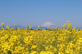 富士山と菜の花、澄み切った青い空の競演による広大なパノラマは必見