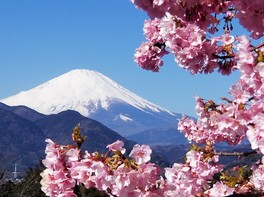遠方に霊峰富士を眺め桜を観賞