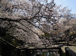 横浜緋桜やソメイヨシノが園内を彩る