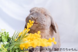 うさぎのちゅもん