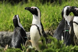 4月11日(金)～27日(日)の「世界ペンギンの日」は絶滅の危機にひんするケープペンギンの現状や問題などを学ぶことができる