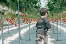 新鮮ないちごを自分で気軽に摘みとれる