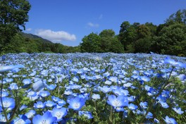 澄んだ青空とネモフィラの花畑が織りなす爽やかな春の景色
