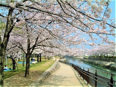 平和市民公園の桜 大分県 の情報 ウォーカープラス