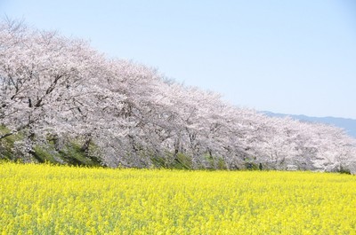 桜 見ごろ 藤原宮跡 奈良県 の情報 ウォーカープラス