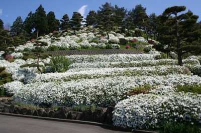 花 見ごろ 月華山かねこつつじ園 新潟県 の情報 ウォーカープラス