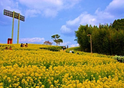 菜の花まつり 兵庫県 の情報 ウォーカープラス