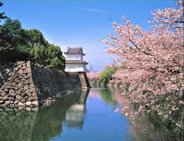 池に建物と桜が映る様子が美しい