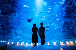 幻想的な演出が楽しめる