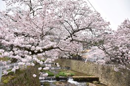 有馬川沿いに咲き誇る満開の桜