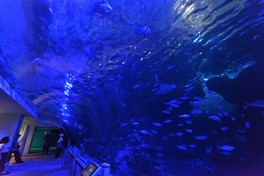 グレートバリアリーフをモチーフとした「サンゴ礁大水槽」