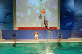 新春まつりinあさむし水族館 青森県 の情報 ウォーカープラス