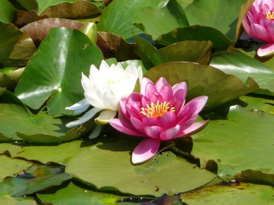 花 見ごろ ときわ公園のスイレン 山口県 の情報 ウォーカープラス