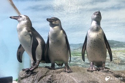 フンボルトペンギンの愛称募集 神奈川県 の情報 ウォーカープラス