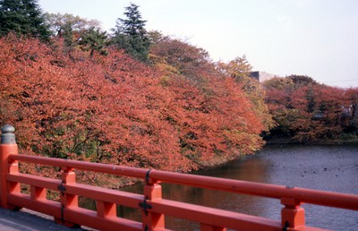 紅葉 見ごろ 高岡古城公園 富山県 の情報 ウォーカープラス