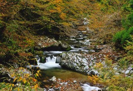 風情ある滝の周りを鮮やかな紅葉が彩る