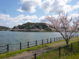 公園内には約300本の桜が咲く