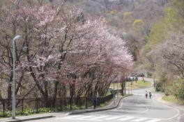 旭山記念公園の桜並木が彩る穏やかな春の風景
