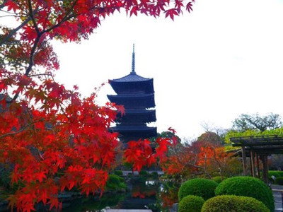 東寺 教王護国寺 の紅葉 京都府 の情報 ウォーカープラス