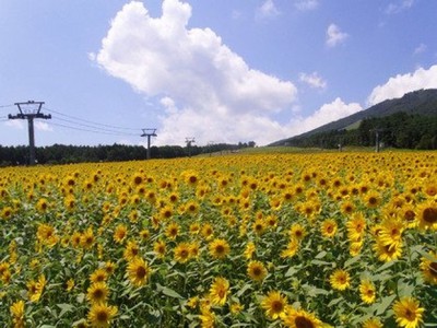 アルコピアひまわり園 中止となりました 岐阜県 の情報 ウォーカープラス