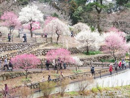 ひと足早く春を迎える熱海の梅の名所