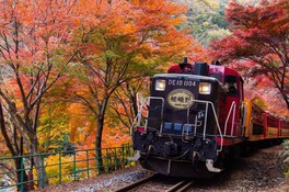 鮮やかに色づく紅葉の近くを走るトロッコ列車