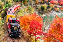 鮮やかに色づく紅葉の近くを走るトロッコ列車