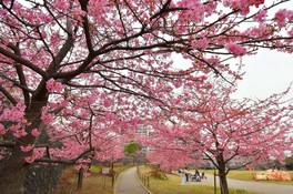 河津桜は2月から開花を迎える
