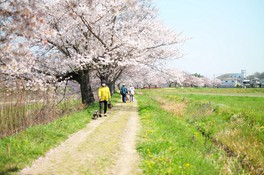 桜の季節には花見や散策を楽しむ人で賑わう