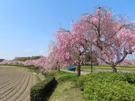 桜の季節には花見や散策を楽しむ人で賑わう