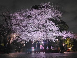 桜のライトアップイメージ