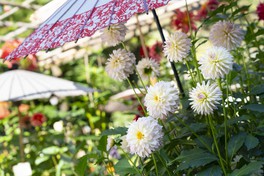 和傘をひさしにして咲く花姿多彩なダリアを鑑賞できる