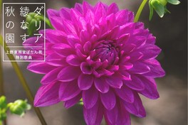 100種200株以上のダリアが秋の庭園を彩る、上野東照宮ぼたん苑の特別祭典