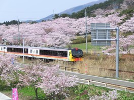 線路沿いに桜並木が連なり列車が並走する
