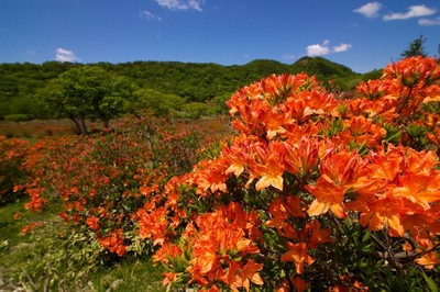 花 見ごろ 赤城山 レンゲツツジ 群馬県 の情報 ウォーカープラス