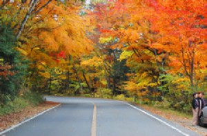 紅葉 見ごろ 日塩もみじライン 栃木県 の情報 ウォーカープラス