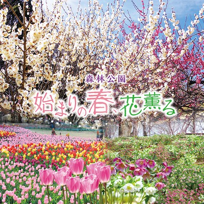 花 見ごろ 国営武蔵丘陵森林公園 梅 福寿草 埼玉県 の情報 ウォーカープラス