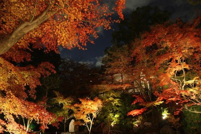 紅葉 見ごろ 長岡天満宮 錦景苑 京都府 の情報 ウォーカープラス