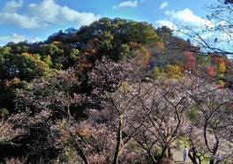 冬桜と紅葉が楽しめる貴重なスポットだ