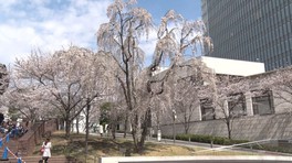 赤坂サカスのシンボル「三春桜」