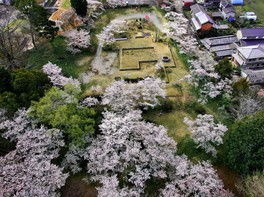 史跡公園内に咲き誇る桜