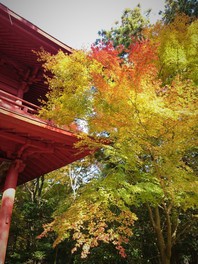 緑から黄、赤に葉の色が移り変わっていくさまも美しい