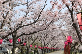 空を覆う満開の桜並木